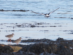 Haematopus ostralegus