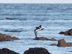 Haematopus ostralegus