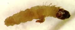 Petrophila jaliscalis