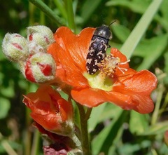 Acmaeodera obtusa