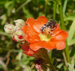 Acmaeodera obtusa