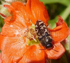 Acmaeodera obtusa