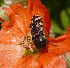 Acmaeodera obtusa