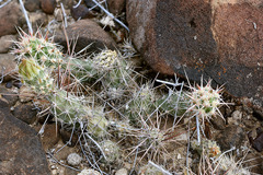 Corynopuntia bulbispina