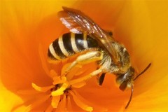 Halictus farinosus