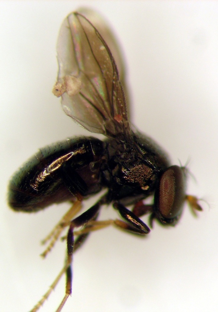 Clanoneurum americanum