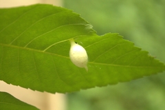 Phylloxera caryaegummosa