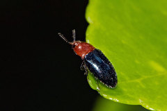 Drapetes bicolor