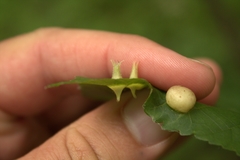 Phylloxera caryaefoliae