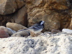 Motacilla alba yarrellii