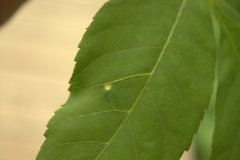 Phylloxera caryaegummosa