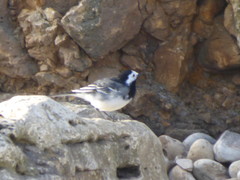 Motacilla alba yarrellii
