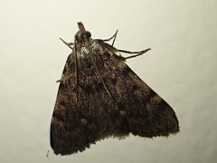 Aglossa pinguinalis
