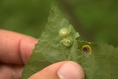 Phylloxera caryaefoliae