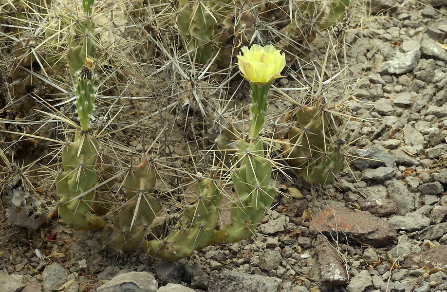 Grusonia emoryi