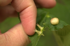 Phylloxera caryaefoliae