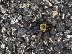 Xylocopa appendiculata circumvolans