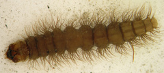 Petrophila jaliscalis