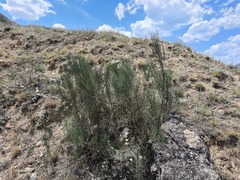 Ephedra procera