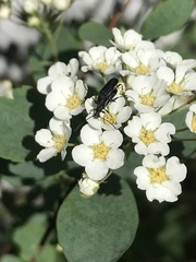 Grammoptera subargentata