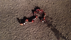 Micrurus lemniscatus