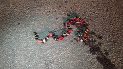 Micrurus lemniscatus