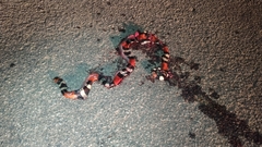 Micrurus lemniscatus