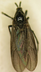 Dilophus orbatus