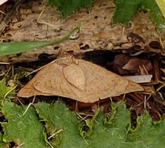 Petrophora chlorosata