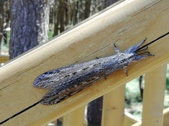 Acanthaclisini