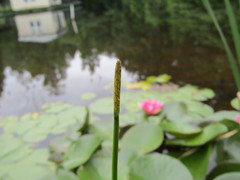 Eleocharis quadrangulata