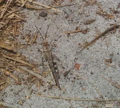 Psinidia fenestralis