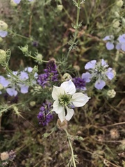 Nigella gallica