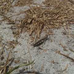 Psinidia fenestralis