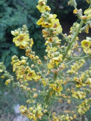 Verbascum pyramidatum