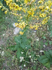 Verbascum pyramidatum