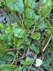 Veronica serpyllifolia serpyllifolia