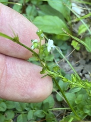 Veronica serpyllifolia serpyllifolia