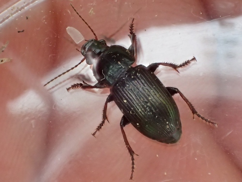 Harpalus oblitus