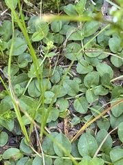 Veronica serpyllifolia serpyllifolia