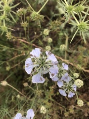 Nigella gallica