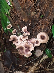 Trogia cantharelloides