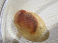 Cyzicus californicus