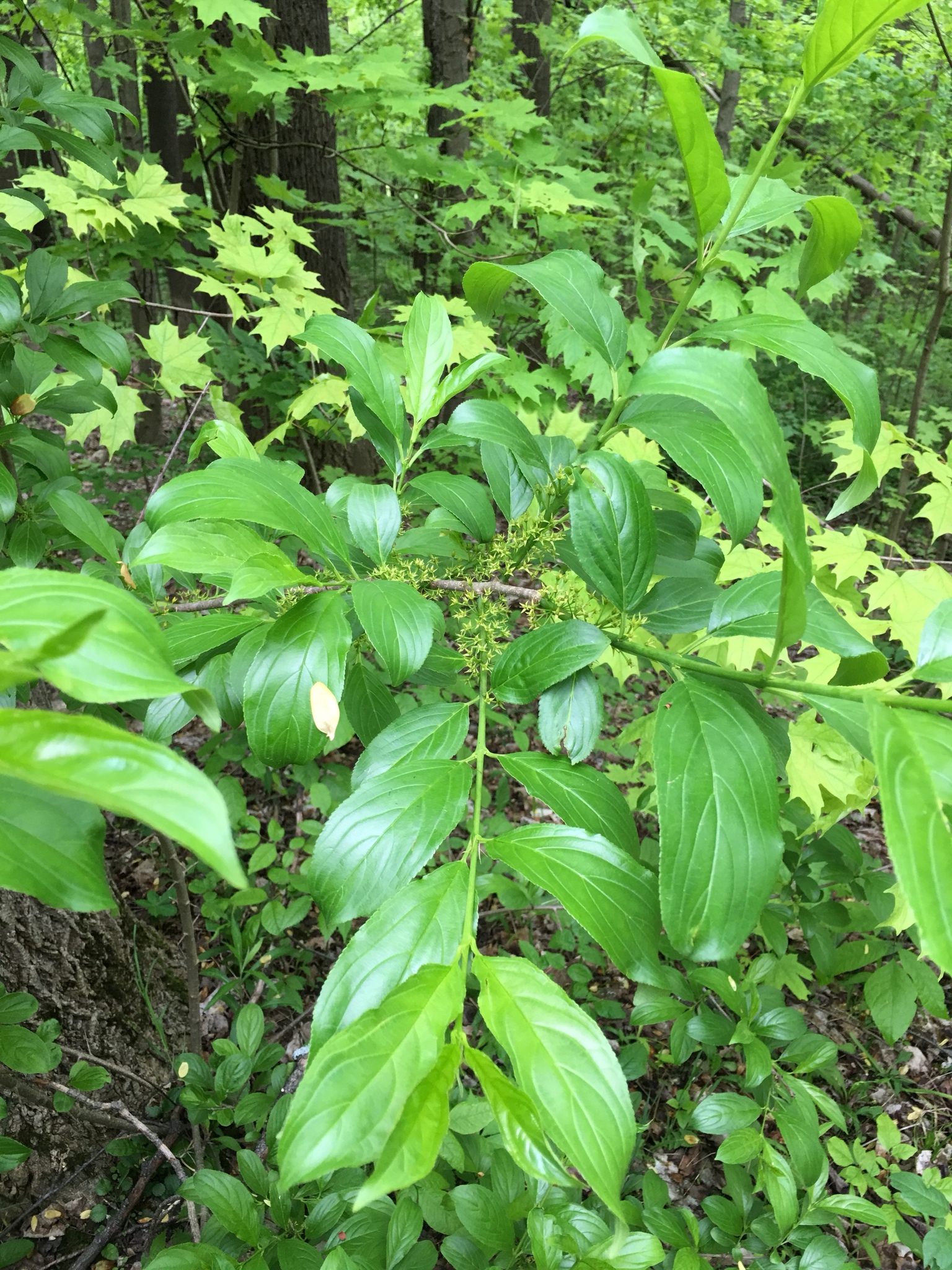 Rhamnus utilis