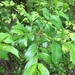 Chinese Buckthorn - Photo (c) pat_lorch, some rights reserved (CC BY-NC-SA), uploaded by pat_lorch