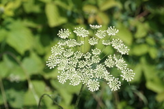 Pimpinella affinis