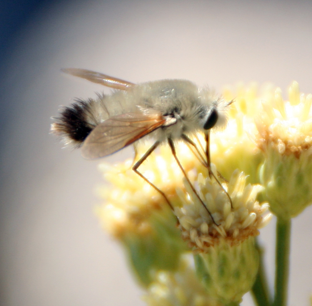 Anastoechus hessei