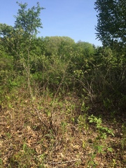 Amelanchier nantucketensis