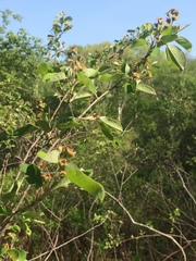 Amelanchier nantucketensis