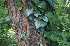Hedera pastuchovii